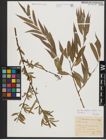 Foto von Salix alba L.